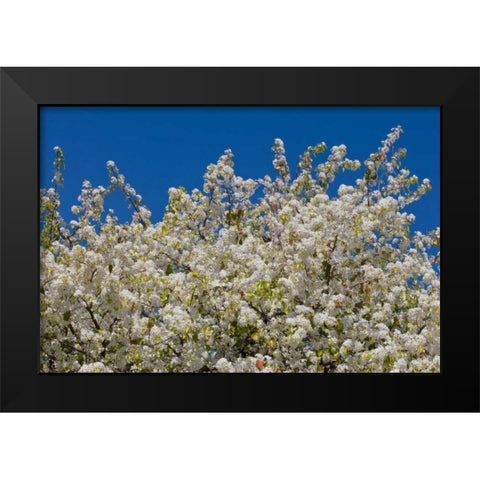 Tree Blossoms II Black Modern Wood Framed Art Print by Peterson, Lee