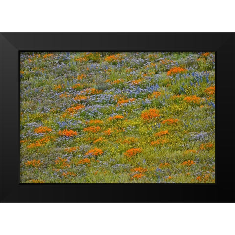 Wildflower Hills I Black Modern Wood Framed Art Print by Peterson, Lee
