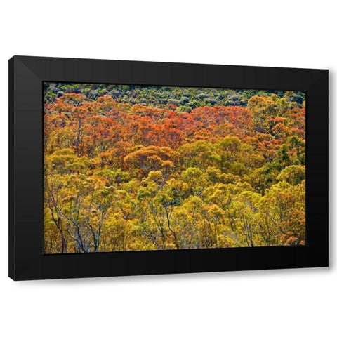 Colorful Trees Black Modern Wood Framed Art Print by Peterson, Lee