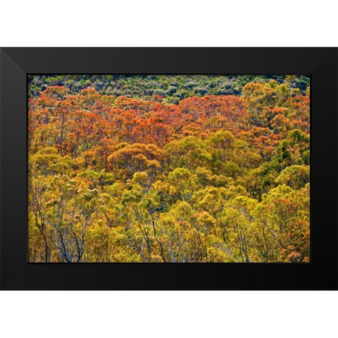Colorful Trees Black Modern Wood Framed Art Print by Peterson, Lee