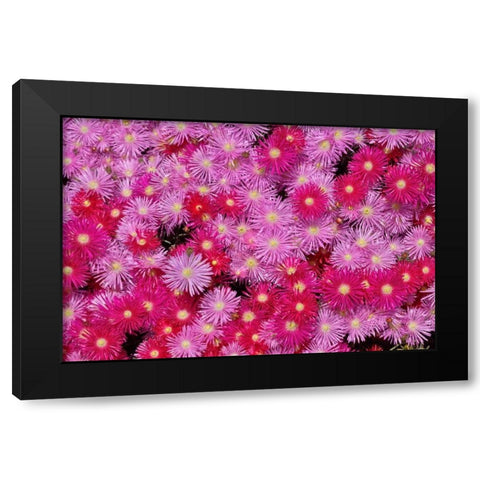 Pink Ice Flowers Black Modern Wood Framed Art Print by Peterson, Lee