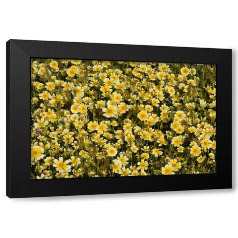 Yellow and White I Black Modern Wood Framed Art Print with Double Matting by Peterson, Lee