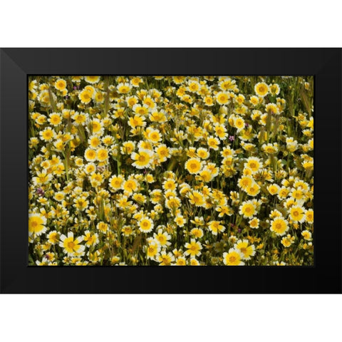 Yellow and White I Black Modern Wood Framed Art Print by Peterson, Lee