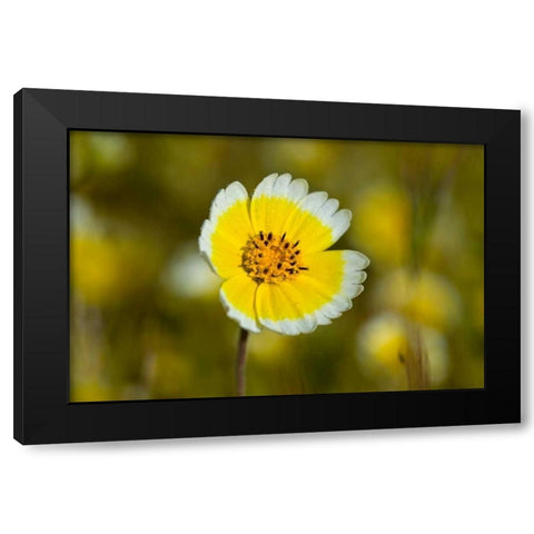 Yellow and White II Black Modern Wood Framed Art Print with Double Matting by Peterson, Lee