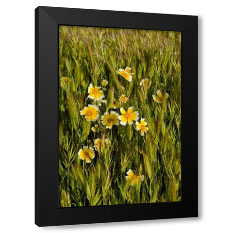 Yellow and White III Black Modern Wood Framed Art Print by Peterson, Lee