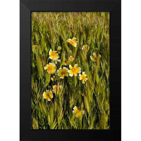 Yellow and White III Black Modern Wood Framed Art Print by Peterson, Lee
