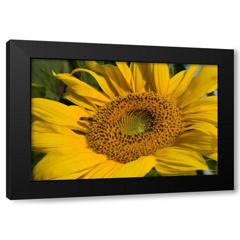 Sunflower I Black Modern Wood Framed Art Print with Double Matting by Peterson, Lee
