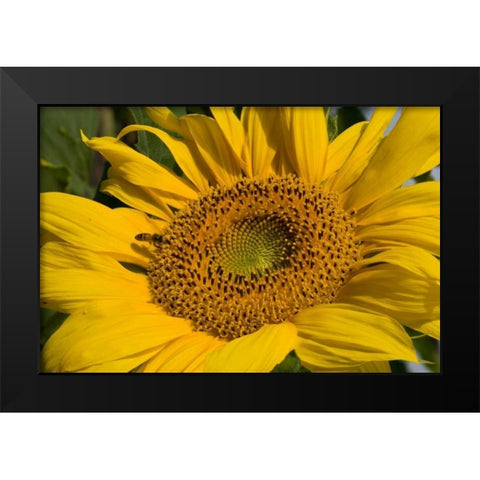 Sunflower I Black Modern Wood Framed Art Print by Peterson, Lee