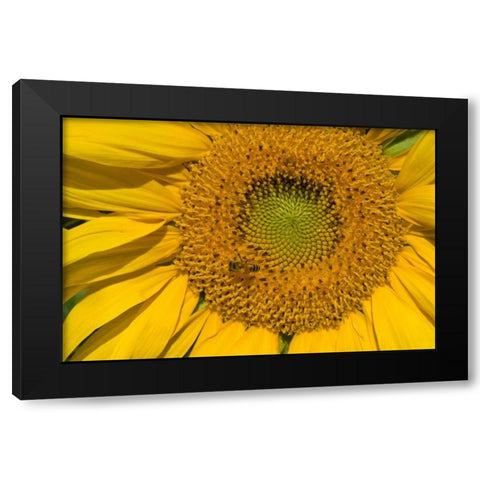 Sunflower II Black Modern Wood Framed Art Print by Peterson, Lee