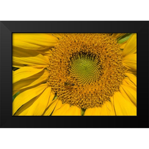 Sunflower II Black Modern Wood Framed Art Print by Peterson, Lee