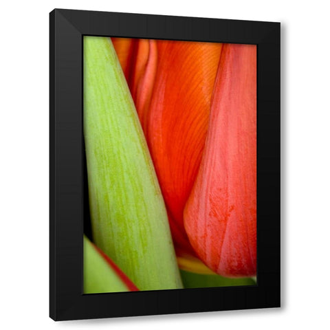 Tulip Detail I Black Modern Wood Framed Art Print with Double Matting by Peterson, Lee