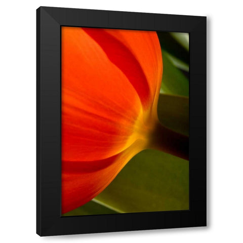 Tulip Detail II Black Modern Wood Framed Art Print with Double Matting by Peterson, Lee