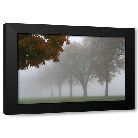 Foggy Trees I Black Modern Wood Framed Art Print by Putman, Tammy