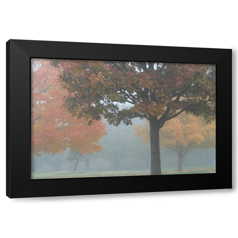Foggy Trees II Black Modern Wood Framed Art Print by Putman, Tammy
