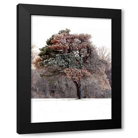 Tree in Snow I Black Modern Wood Framed Art Print with Double Matting by Putman, Tammy