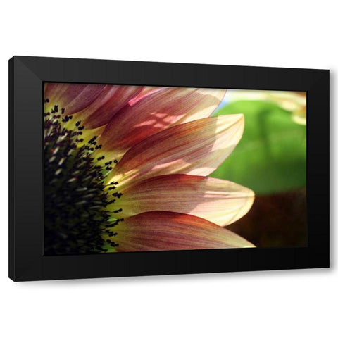Sunflower I Black Modern Wood Framed Art Print with Double Matting by Putman, Tammy