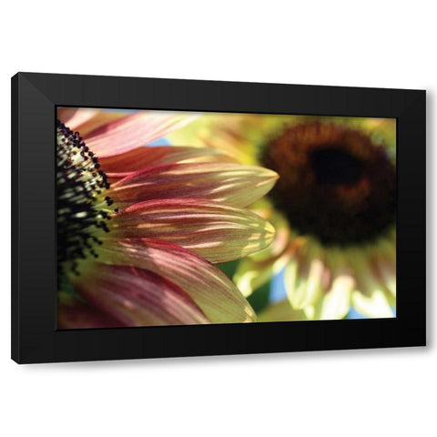 Sunflower II Black Modern Wood Framed Art Print with Double Matting by Putman, Tammy