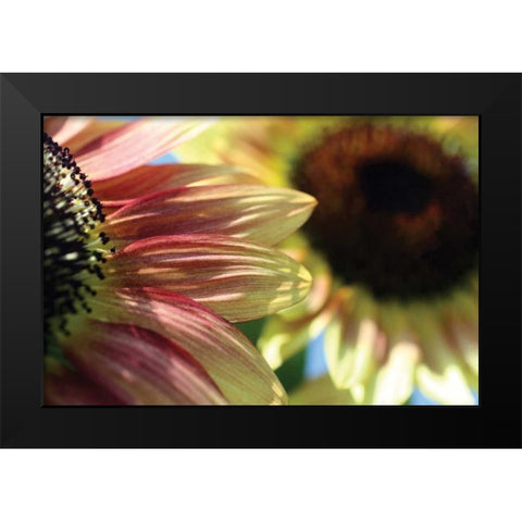 Sunflower II Black Modern Wood Framed Art Print by Putman, Tammy