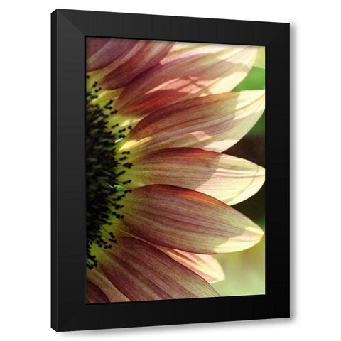 Sunflower IV Black Modern Wood Framed Art Print by Putman, Tammy