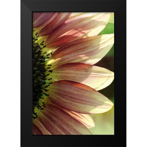 Sunflower IV Black Modern Wood Framed Art Print by Putman, Tammy