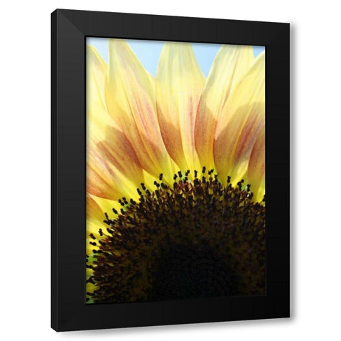 Sunflower V Black Modern Wood Framed Art Print with Double Matting by Putman, Tammy