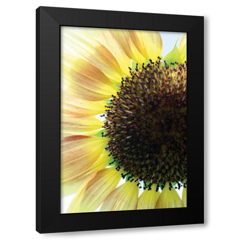 Sunflower VI Black Modern Wood Framed Art Print with Double Matting by Putman, Tammy