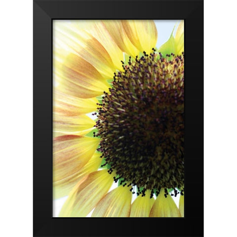 Sunflower VI Black Modern Wood Framed Art Print by Putman, Tammy