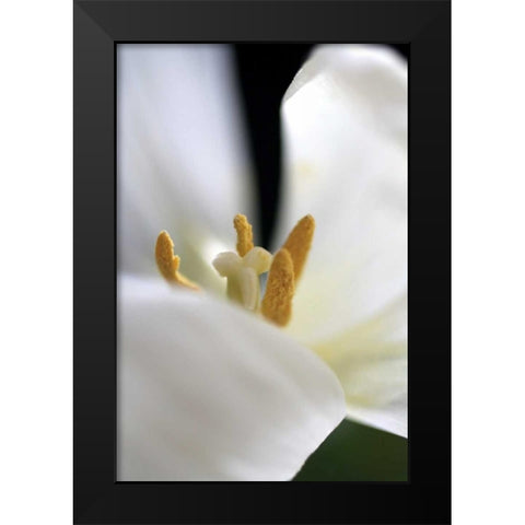 White Tulip Black Modern Wood Framed Art Print by Putman, Tammy