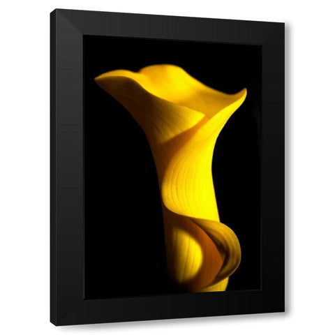 Yellow Lily Black Modern Wood Framed Art Print with Double Matting by Putman, Tammy