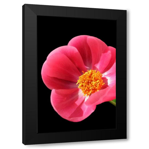 Pink Peony I Black Modern Wood Framed Art Print with Double Matting by Putman, Tammy