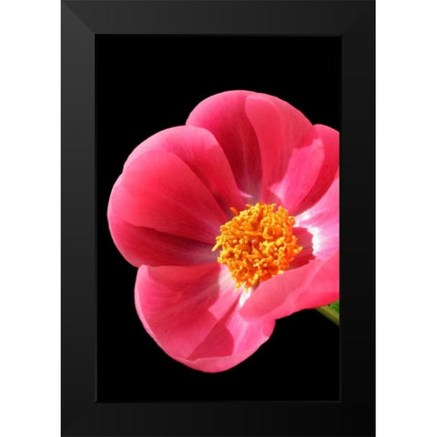 Pink Peony I Black Modern Wood Framed Art Print by Putman, Tammy