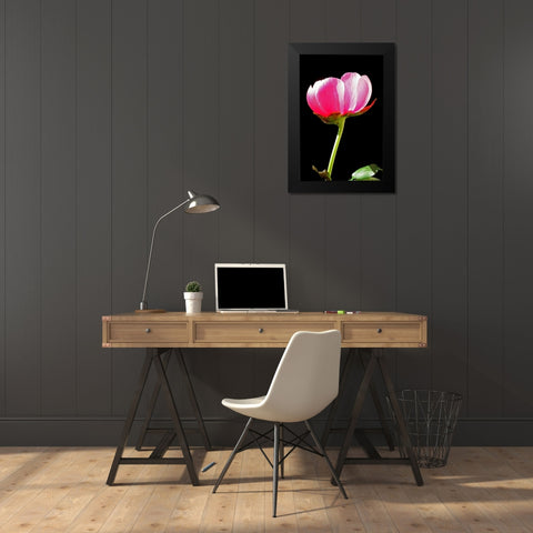 Pink Peony II Black Modern Wood Framed Art Print by Putman, Tammy