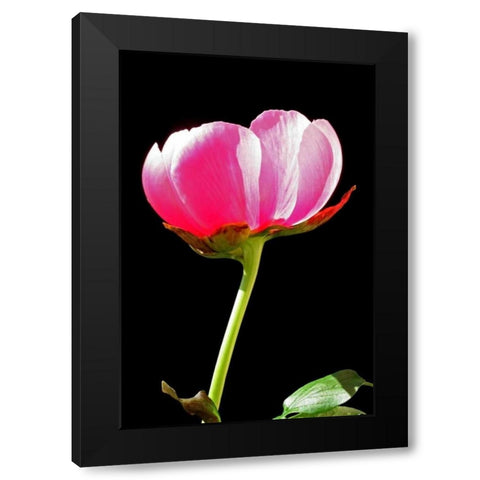 Pink Peony II Black Modern Wood Framed Art Print with Double Matting by Putman, Tammy