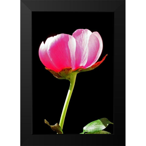 Pink Peony II Black Modern Wood Framed Art Print by Putman, Tammy