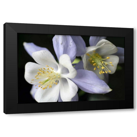 Purple Columbine I Black Modern Wood Framed Art Print with Double Matting by Putman, Tammy