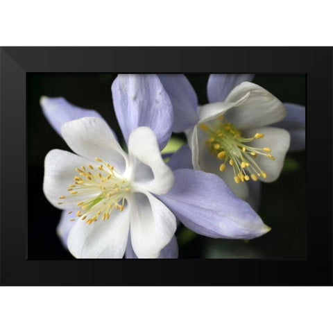 Purple Columbine I Black Modern Wood Framed Art Print by Putman, Tammy