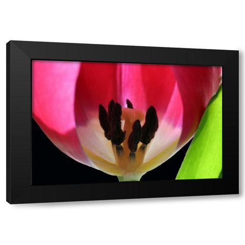 Pink Tulip Black Modern Wood Framed Art Print by Putman, Tammy