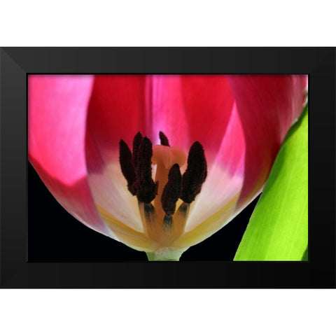 Pink Tulip Black Modern Wood Framed Art Print by Putman, Tammy