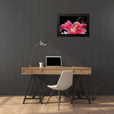 Pink Lily Black Modern Wood Framed Art Print by Putman, Tammy