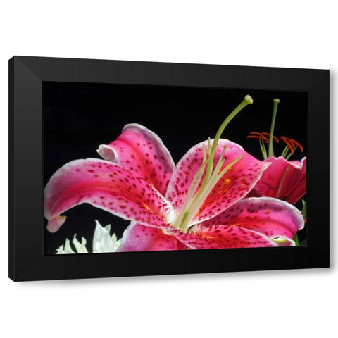 Pink Lily Black Modern Wood Framed Art Print by Putman, Tammy