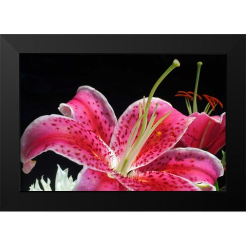 Pink Lily Black Modern Wood Framed Art Print by Putman, Tammy
