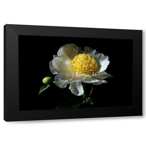 White Peony I Black Modern Wood Framed Art Print by Putman, Tammy