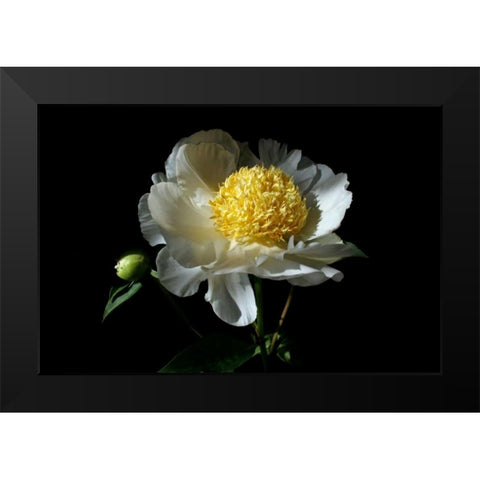 White Peony I Black Modern Wood Framed Art Print by Putman, Tammy