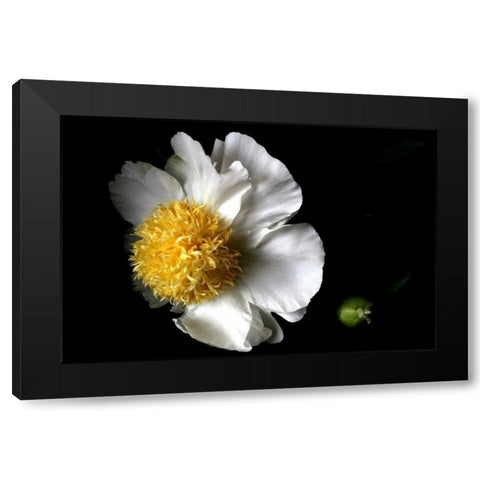 White Peony II Black Modern Wood Framed Art Print by Putman, Tammy