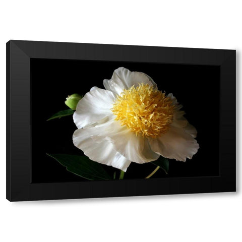 White Peony III Black Modern Wood Framed Art Print by Putman, Tammy