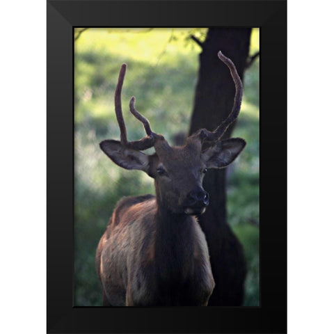 Elk I Black Modern Wood Framed Art Print by Putman, Tammy