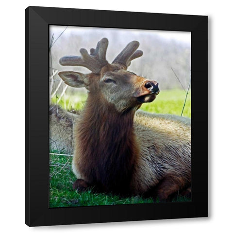 Elk II Black Modern Wood Framed Art Print with Double Matting by Putman, Tammy