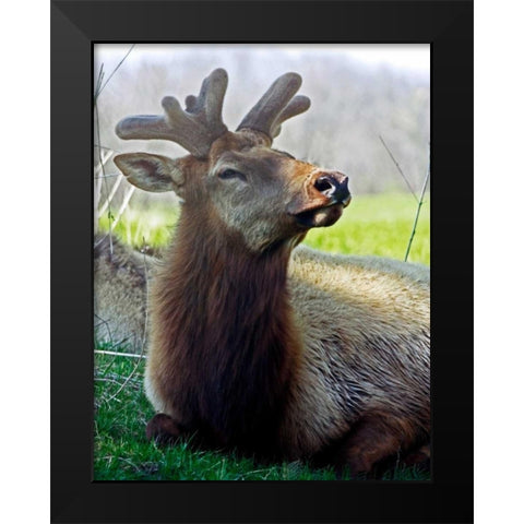 Elk II Black Modern Wood Framed Art Print by Putman, Tammy