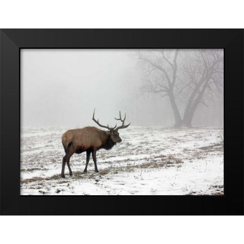 Elk III Black Modern Wood Framed Art Print by Putman, Tammy