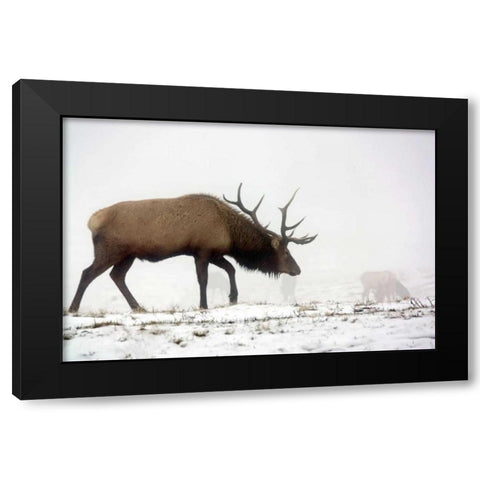 Elk IV Black Modern Wood Framed Art Print with Double Matting by Putman, Tammy